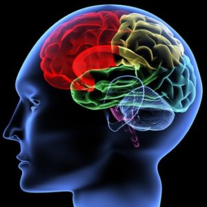 Discover the origins of human creativity